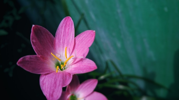 розовый цветок с размытым естественным фоном