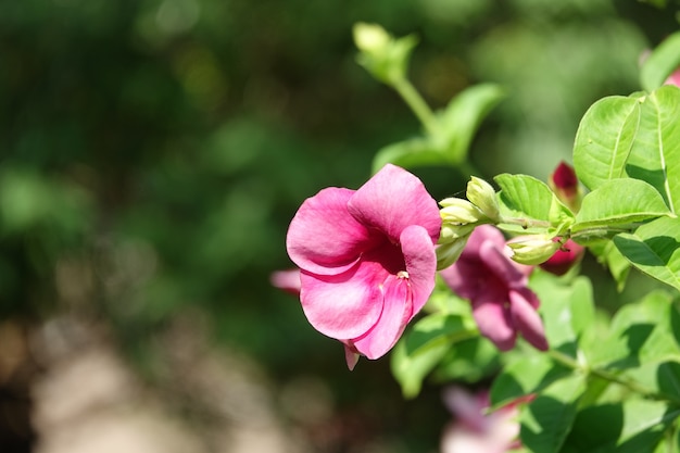 Бесплатное фото Розовый цветок с расфокусированным фоном