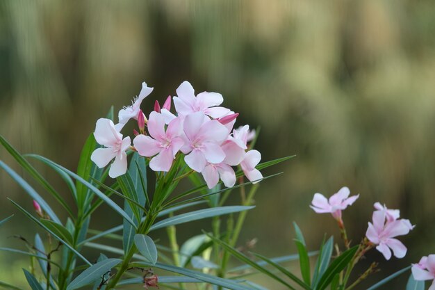 Pink flower with defocused background