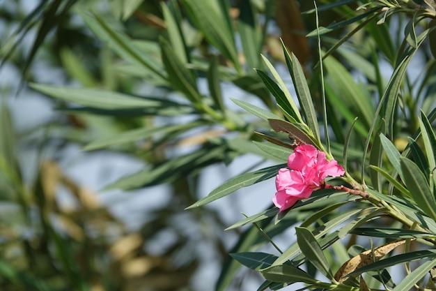 周りの緑の葉とピンクの花