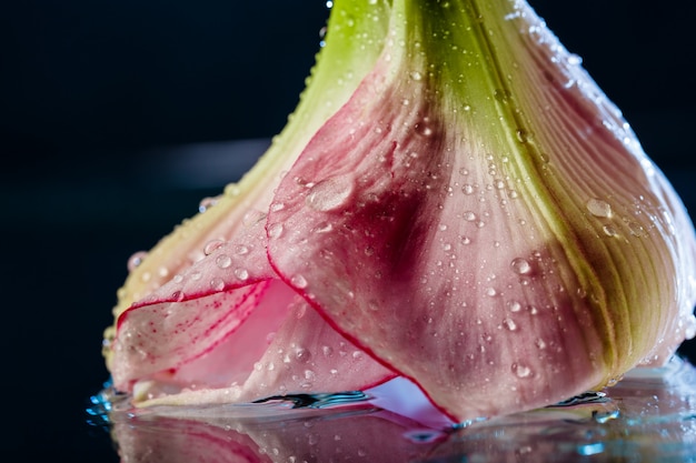 ダークブルーの表面に水滴とピンクの花