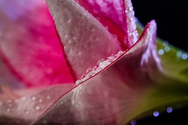 Розовый цветок с каплями воды на темно-синей стене