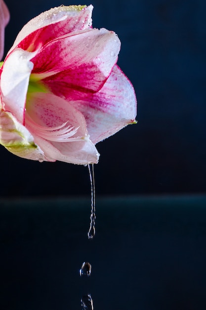 Foto gratuita fiore rosa con gocce d'acqua sul muro blu scuro