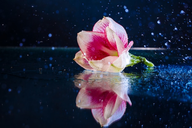 Pink flower with water drops over dark blue wall