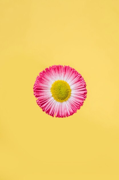 Pink flower on yellow background
