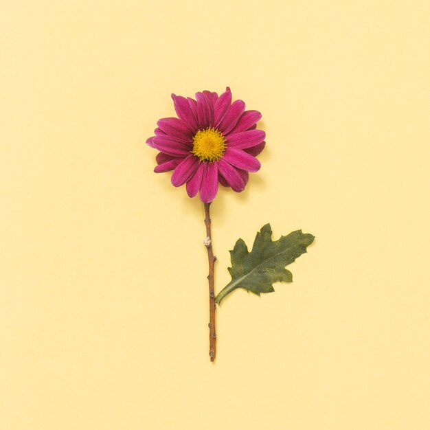 Pink flower on yellow table