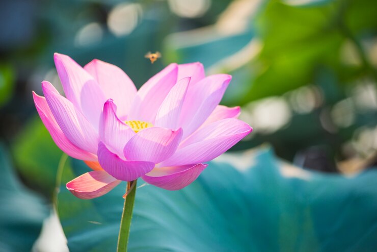 無料Photo ピンクの花