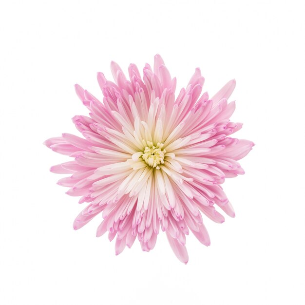 pink flower