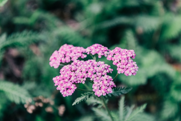 無料写真 ピンクの花