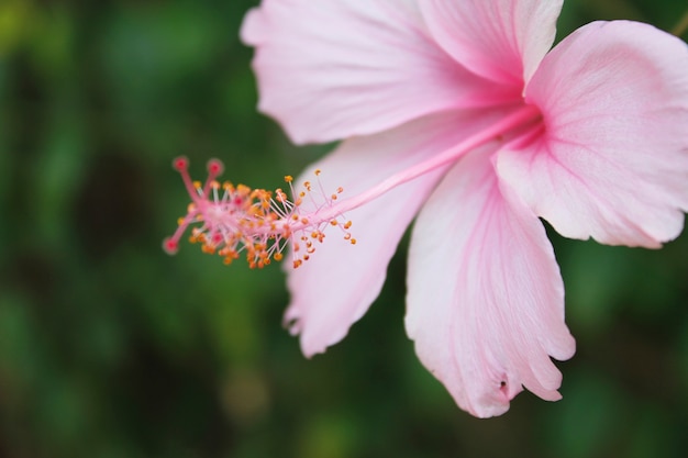 Pink flower