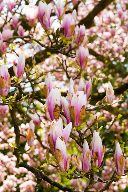 Pink flowers blossoming on the branches of the tree