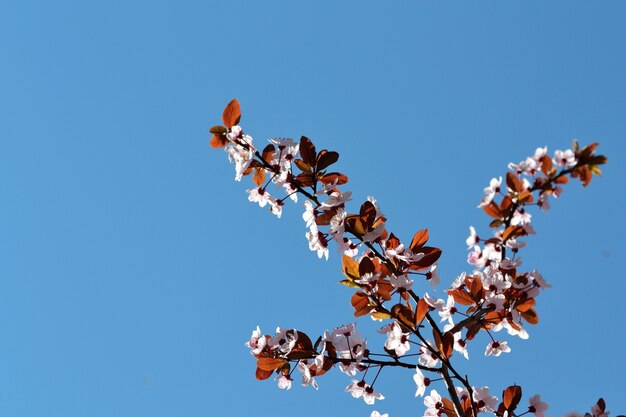 "Pink flowers on branch in clear sky"
