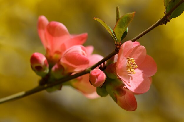 "Pink flowers in close-up"