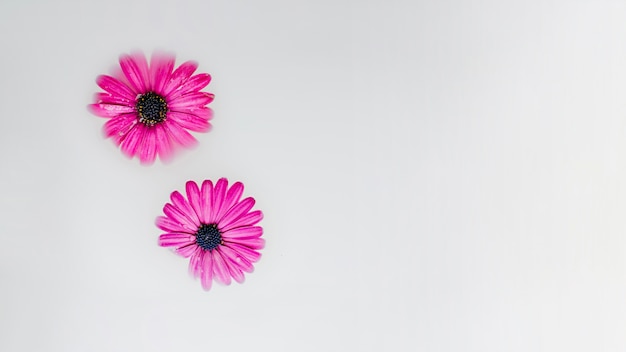 Free photo pink flowers and copyspace