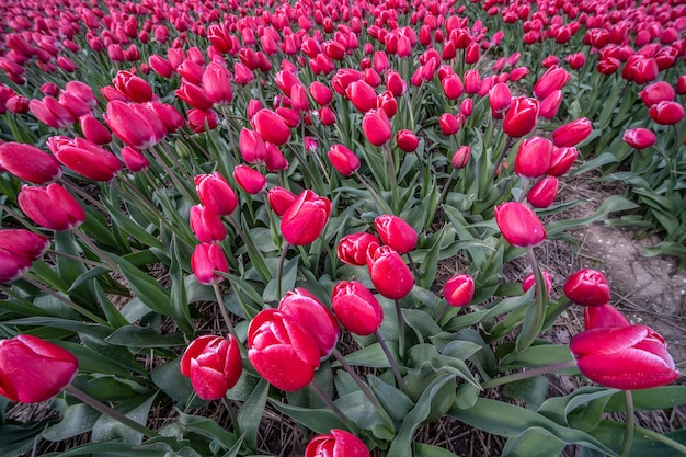 Pink flowers next to each other during daytime