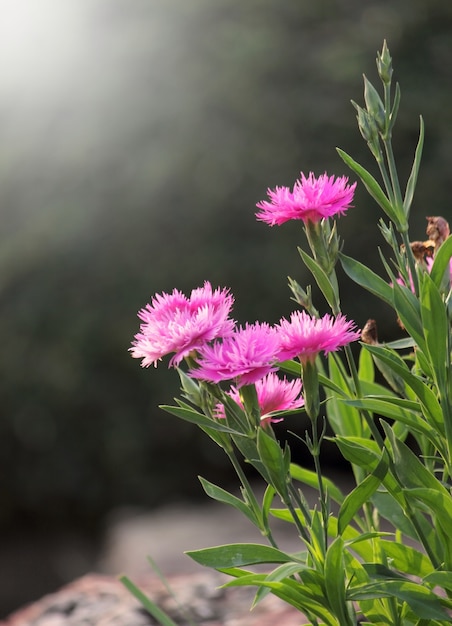 Free photo pink flowers foreground