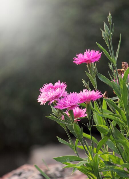 Pink flowers foreground