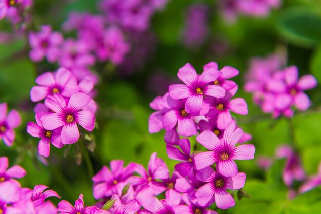 森林でのピンクの花