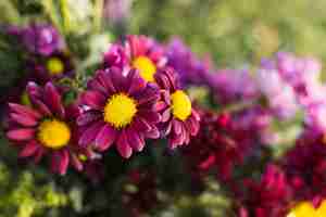 Foto gratuita fiori rosa in giardino