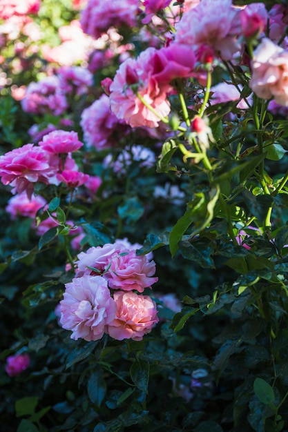 Розовые цветы на зеленом кустарнике