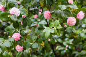 Free photo pink flowers on green twigs with drops