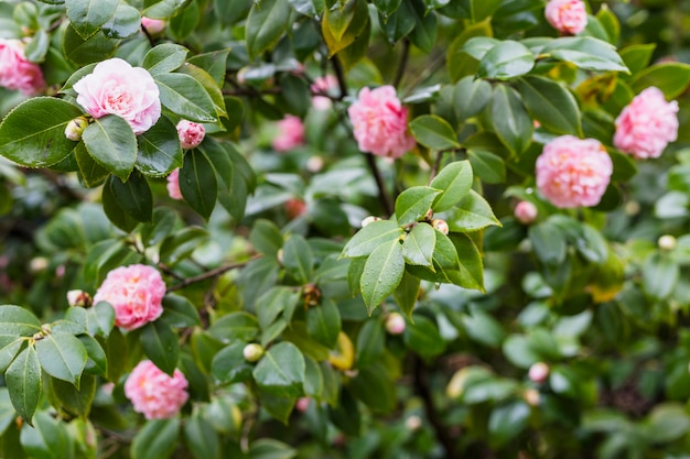 Pink flowers on green twigs with drops