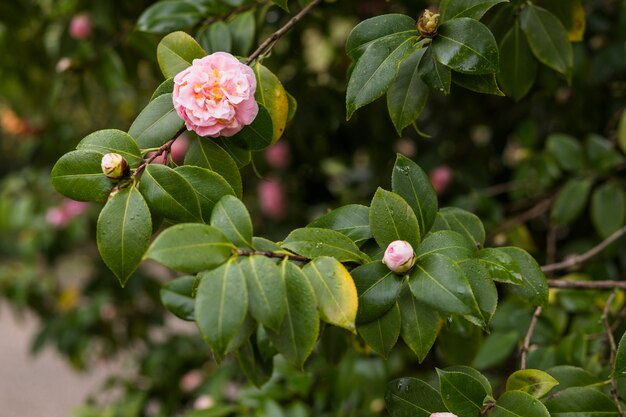 Pink flowers growing on green twigs with drops