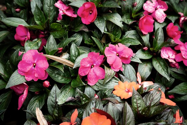 Pink flowers and leaves background