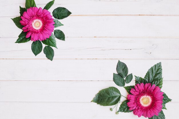 Pink flowers on leaves