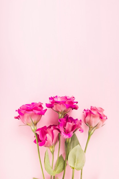Pink flowers on pastel colored background