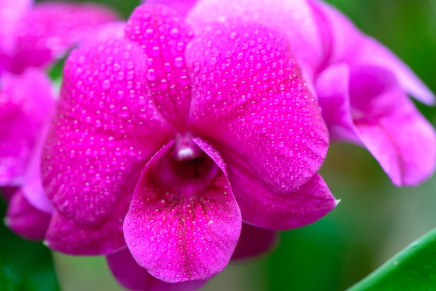 Pink flowers seen close up