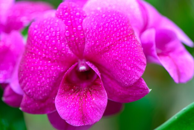 Pink flowers seen close up