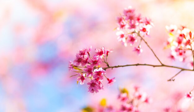 나무의 가지에서 태어난 핑크색 꽃