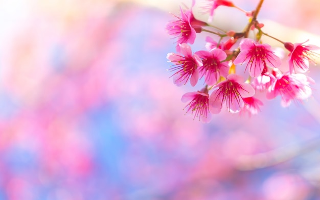 Pink flowers that are born from a branch of a tree