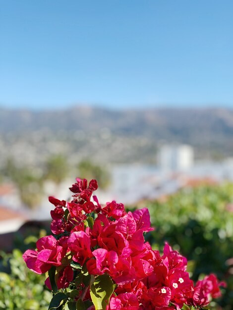 やり場のない背景にピンクの花