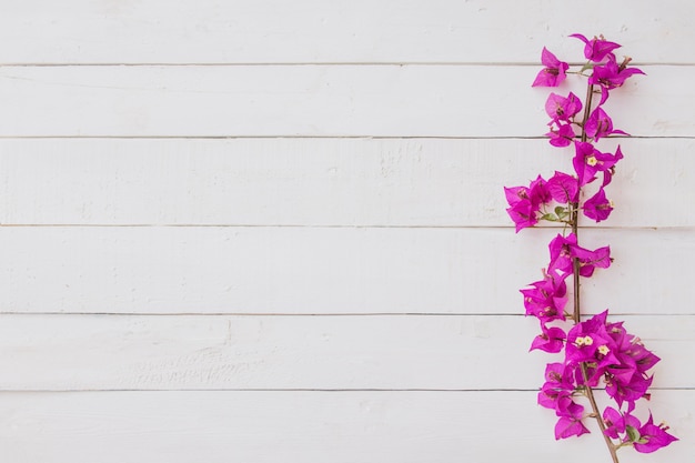 Free photo pink flowers on white wooden background. flat lay, top view