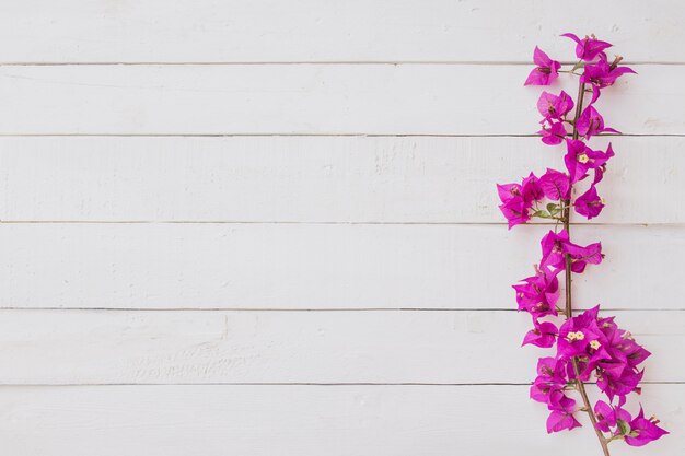 Pink flowers on white wooden background. Flat lay, top view