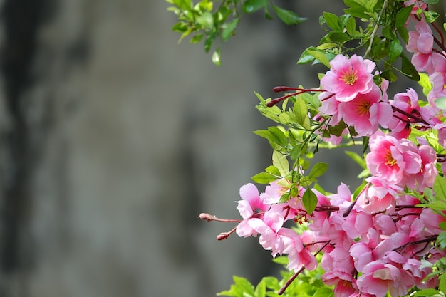 デフォーカス背景にピンクの花