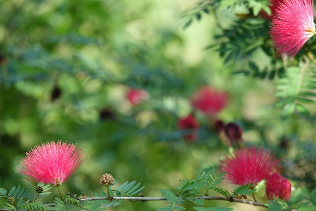 Free photo pink flowers with defocused background