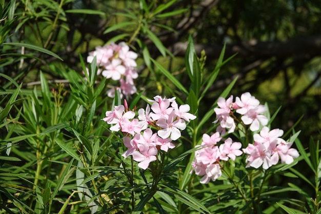 Pink flowers with defocused background