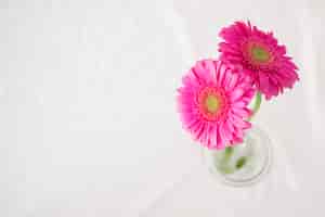 Foto gratuita fiori rosa con steli verdi in vaso