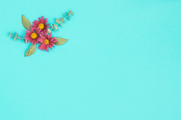 Pink flowers with leaves on blue table