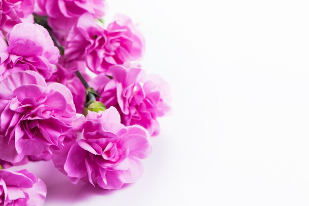 흰색 배경으로 핑크 꽃