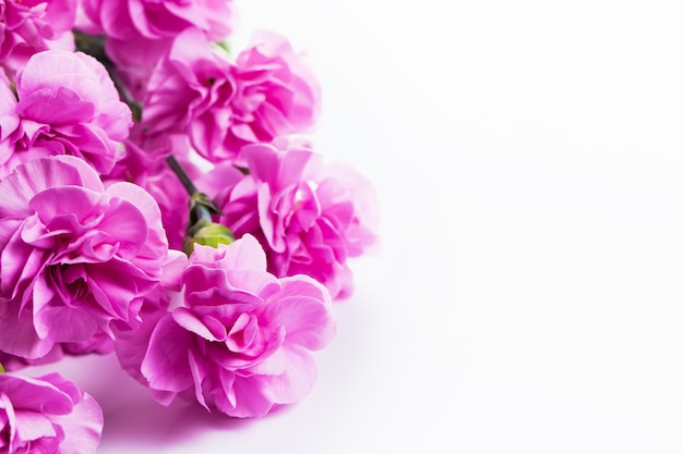 Pink flowers with white background