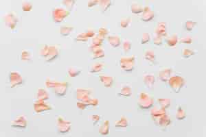 Бесплатное фото Розовые лепестки свежих цветов