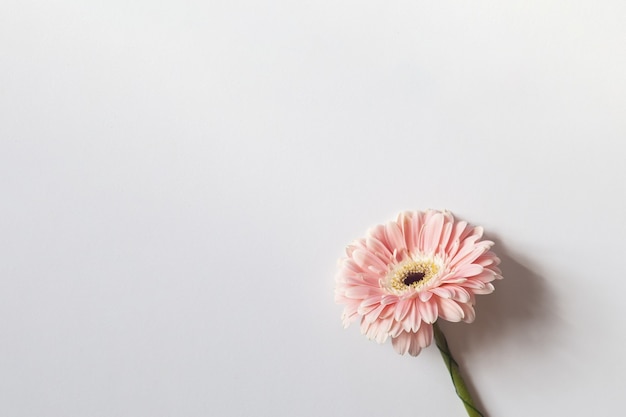 Pink gerbera against a white background with space for your text