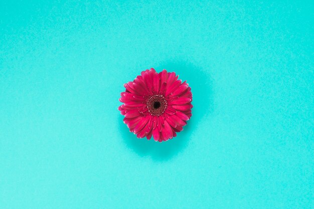 Pink gerbera flower on blue table