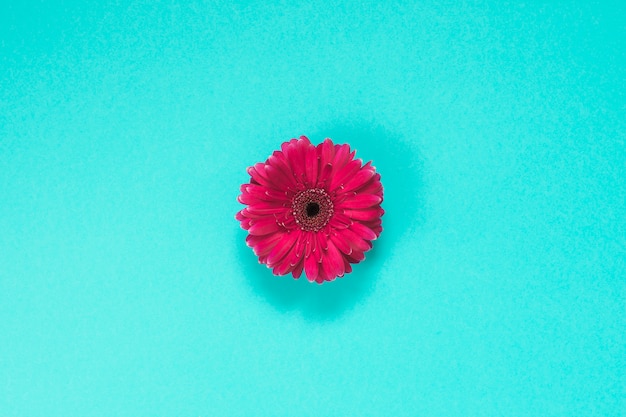 青いテーブルの上のピンクのガーベラの花