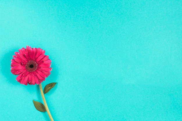 Pink gerbera flower on blue table