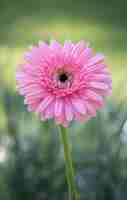 Foto gratuita rosa gerbera fiore in un giardino